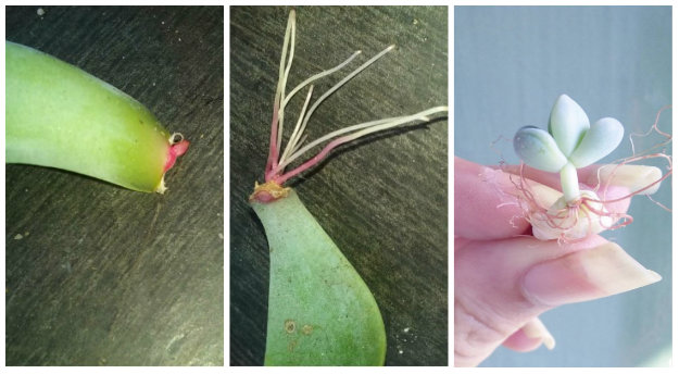 Three stages of succulent leaf propagation